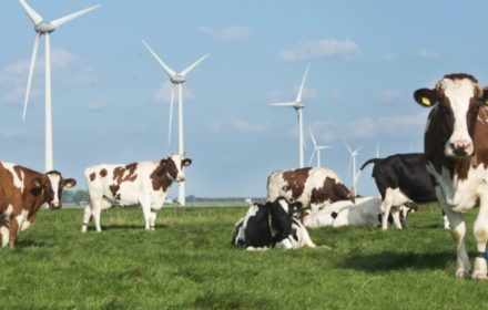 Koeien en windmolens - NZO_0